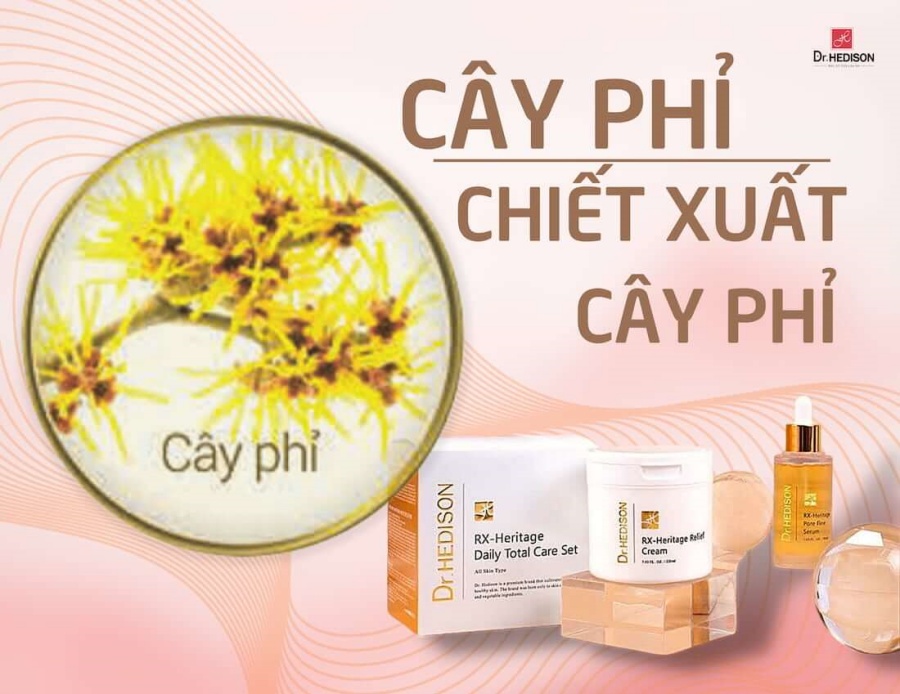 chiết xuất Cây Phỉ