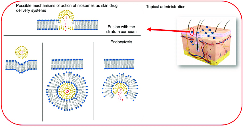 Cơ chế hoạt động của niosome như hệ thống phân phối thuốc qua da