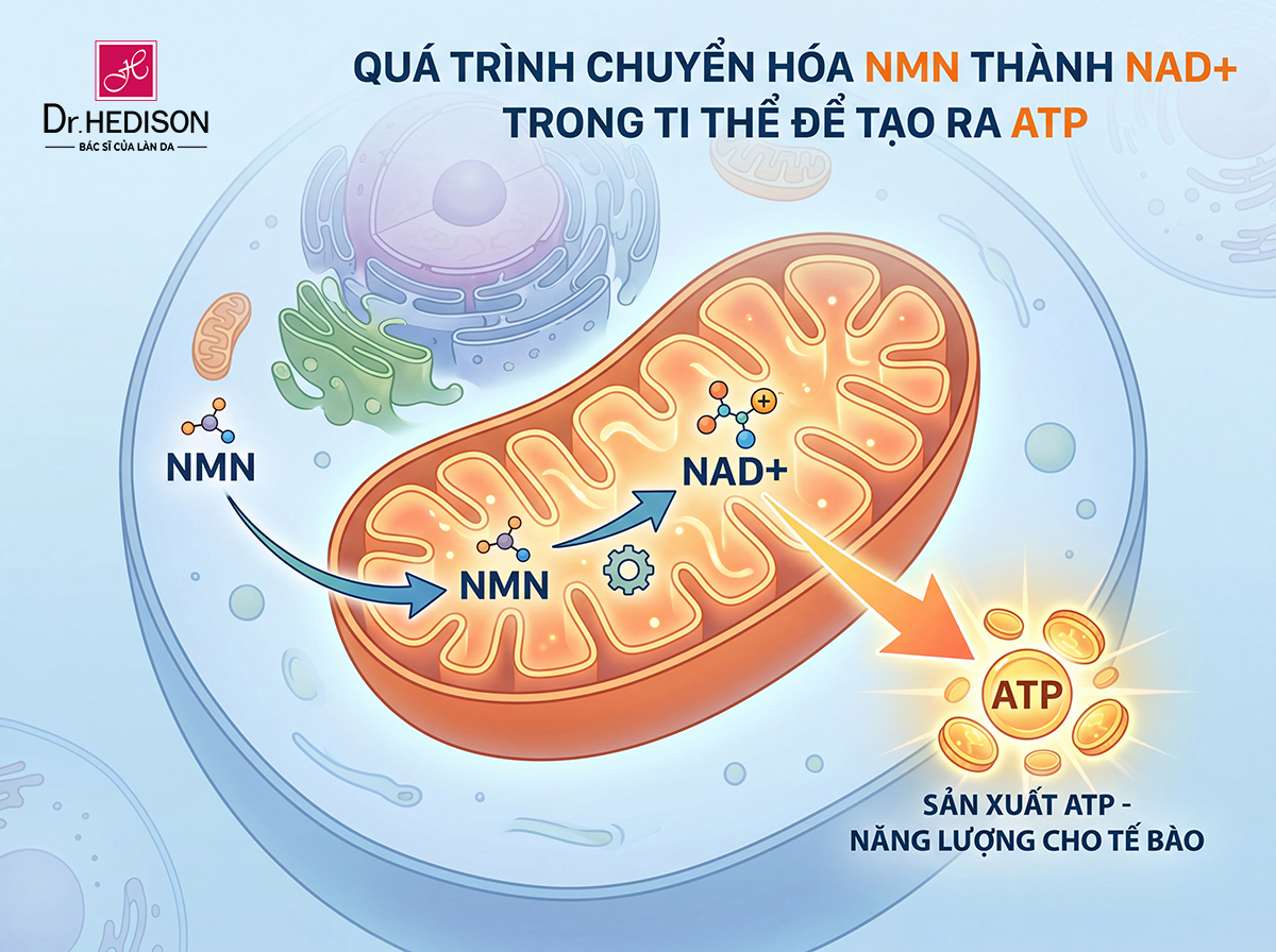 Cơ chế chuyển hóa NMN thành NAD+ và sản sinh năng lượng ATP tại ti thể
